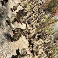 جوجه محلی و بوقلمون