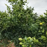 فروش باغ 1530متر برق آب گاز دارد