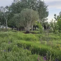زمین باغی با حق آبه سند ششدانگ بیلوردی