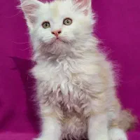 گربه مین کوون|گربه|تهران, چیذر|دیوار