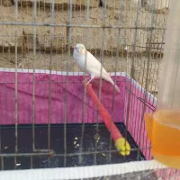 قناری سفید|پرنده|شیراز, رکنآباد|دیوار