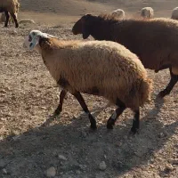 گوسفند گوشتی|حیوانات مزرعه|عنبران, |دیوار