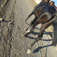 اسب کرد|اسب و تجهیزات اسب‌سواری|داورزن, |دیوار