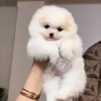 پامر خرسی فول کیفیت|سگ|رشت, دیانتی|دیوار