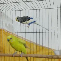 یک جفت مرغ عشق مولد