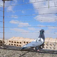 کله سیاه پرشی|پرنده|تربت جام, جامرود|دیوار