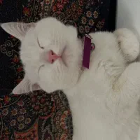 گربه|گربه|شیراز, آزادی|دیوار
