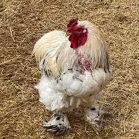 خروس برهما دو عدد|حیوانات مزرعه|جوادآباد, |دیوار