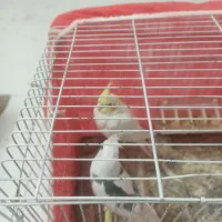 عروس هلندی و مرغ عشق|پرنده|مشهد, حضرت حجت|دیوار