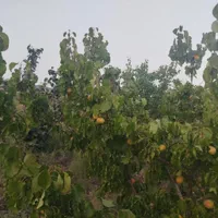 فروش زمین ۶۰۰ متری در روستای زواریان|فروش زمین و ملک کلنگی|سلفچگان, |دیوار
