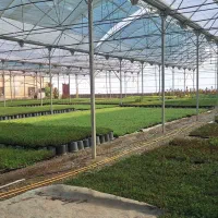 نیروی خانم گلخانه