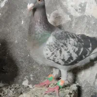 کفتر فروشی|پرنده|مشهد, صیدآباد|دیوار