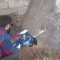 برش و خرید درخت