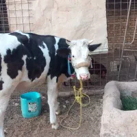 گوساله المانی ماده سمینتال  درجه یک