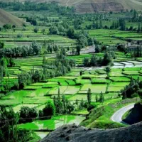 برنج دمسیاه اصل کلات نادر|خوردنی و آشامیدنی|یزد, |دیوار