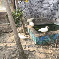 حیوانات مزرعه|حیوانات مزرعه|ماسال, |دیوار