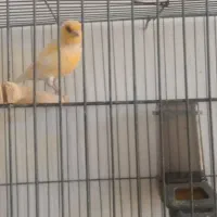 جوجه قناری