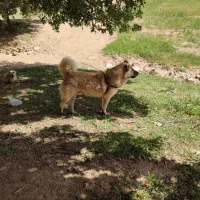 سگ درسگ|سگ|ایوان, |دیوار