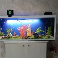 آکواریوم|ماهی|رباط‌کریم, رباط‌کریم|دیوار