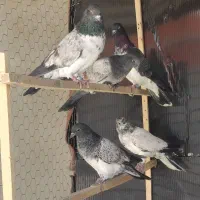 کفتر یسو