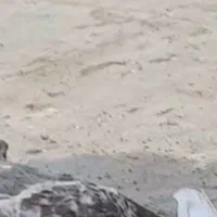 کبوتر باخت رفته