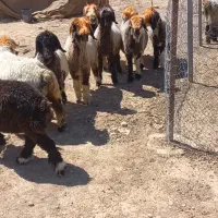 ۱۰۰۰۰۰۰۰