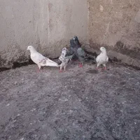 دوبر طوقی فروشی