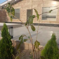 باغ تمام سنگ شیک