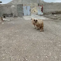 فروش ۲عدد بره ماده ۲قلو سنجابی اصیل