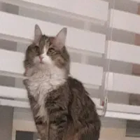 نگهداری پت در پانسیون خانگی