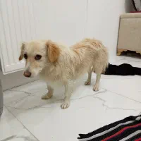 واگذاری پامر اشپیتز|سگ|مشهد, کشف|دیوار