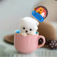 پودل لیوانی