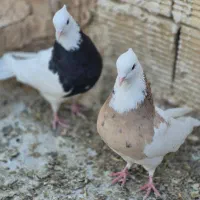 کبوتر طوقی و دم پاک سفید|پرنده|شاهین‌شهر, حافظ جنوبی|دیوار