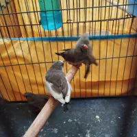 فنچ|پرنده|بندرعباس, |دیوار