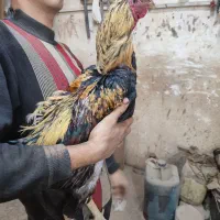 مرغ و خروس لاری اصیل آماده جوجه کشی|حیوانات مزرعه|تبریز, |دیوار