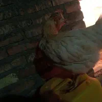 فریک لهستانی