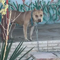 یه جفت پیتبول نر و ماده