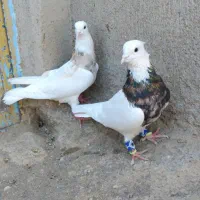 طوقی