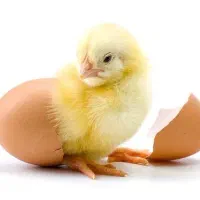 جوجه گوشتی. محلی. بلدرچین.بوقلمون