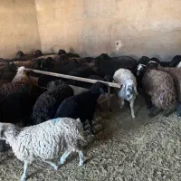 ۵۵راس بره نر و ماده بومی