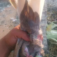 کفتر