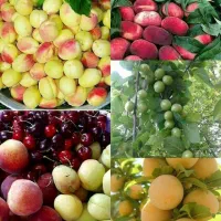 نهال ودرخت|خدمات باغبانی و درختکاری|چناران, |دیوار