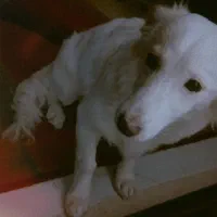 فروش سگ|سگ|مشهد, امیرآباد|دیوار