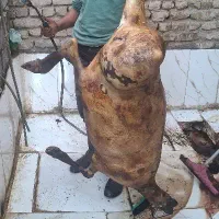 گوسفند لندی بره نر ماده میش قوچ بزغاله زنده دام|حیوانات مزرعه|مشهد, نوید|دیوار