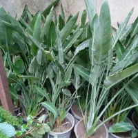 سیکاس بزرگ بالای ۳۰سال|گل و گیاه طبیعی|رشت, تازه آباد|دیوار