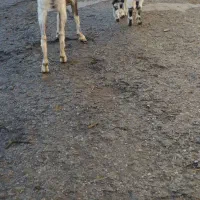 فروش بز با دوتا بزغاله|حیوانات مزرعه|اردبیل, |دیوار