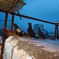 کفتر گرفتنی