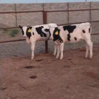 گوساله ماده