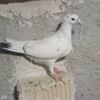 کبوتر