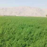 11هکتار یونجه پرس|لوازم جانبی حیوانات|شیراز, بید زرد|دیوار